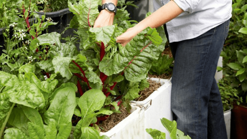 trồng rau trong thùng xốp