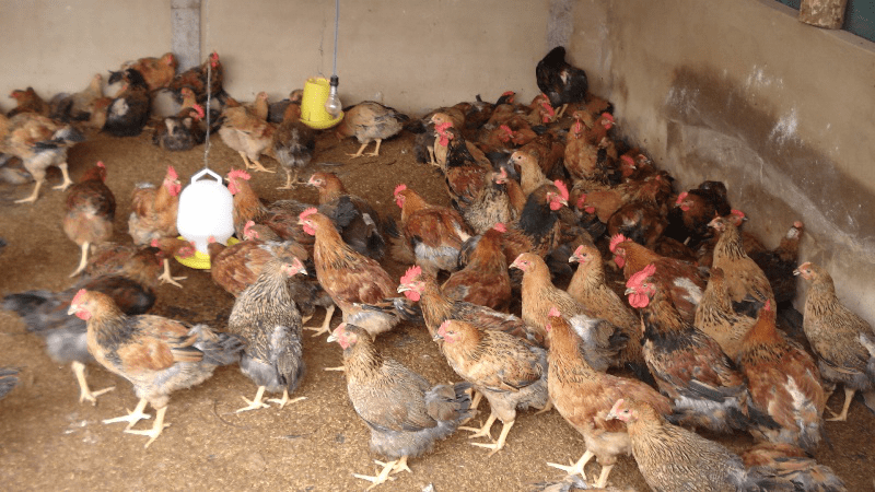 chế phẩm sinh học trong chăn nuôi gà