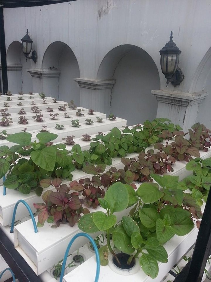 Lê Minh Hương trồng rau trên sân thượng