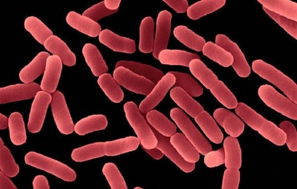 Vi khuẩn BACILLUS VÀ NHỮNG LỢI ÍCH TRONG XỬ LÝ MÔI TRƯỜNG