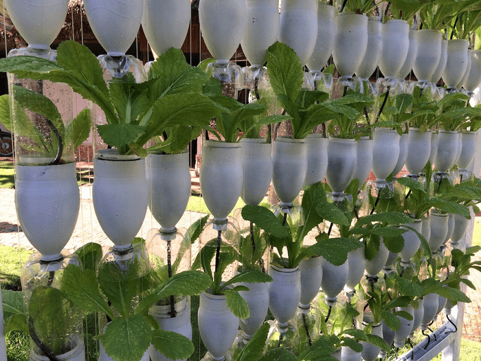 Mô hình trồng rau sạch bằng chai nhựa