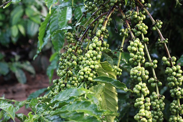 Phương pháp bón phân cho cây cà phê