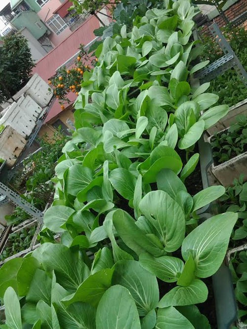 rau cải trồng trên sân thượng