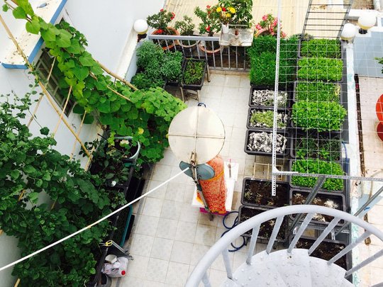 Hotgirl trồng rau trên sân thượng