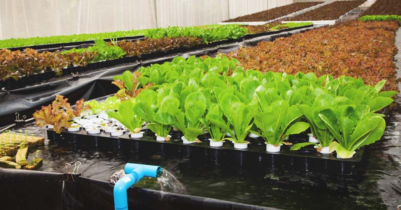 hệ thống trồng rau Aquaponics