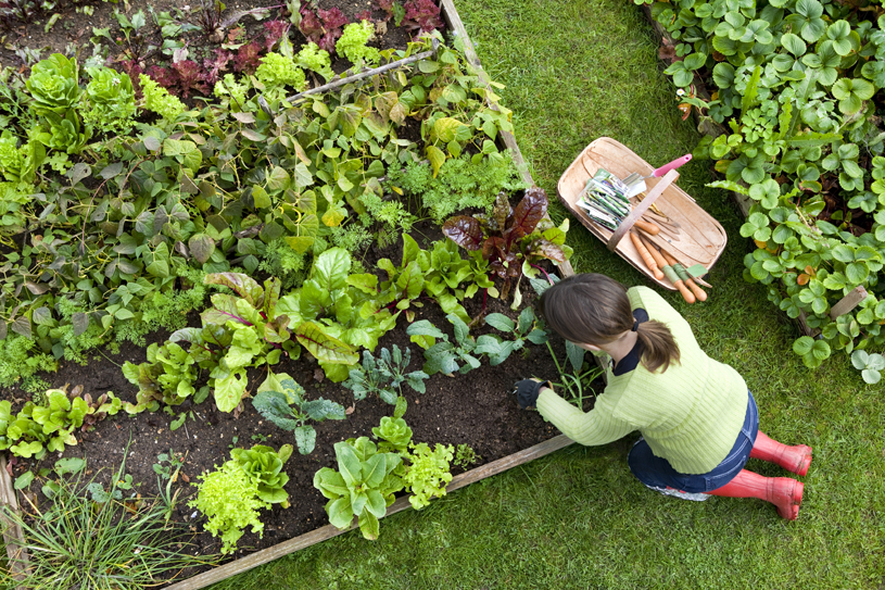 kinh nghiệm trồng rau hữu cơ tại nhà