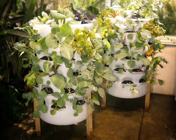 thiết kế hệ thống trồng rau sạch tại nhà