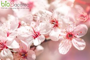 apricot tree spring with beautiful flowers gardening selective focus 99293 727