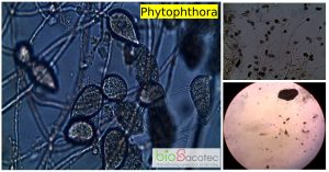 nam phytophthora 1