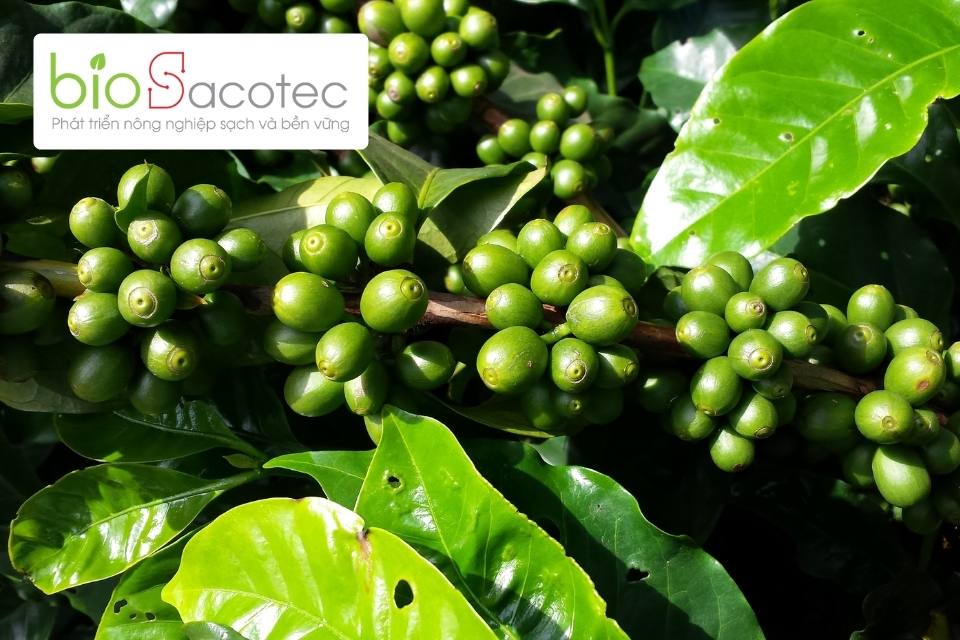 Cây cà phê bị vàng lá thối rễ ảnh hưởng đến năng suất và chất lượng cây trồng