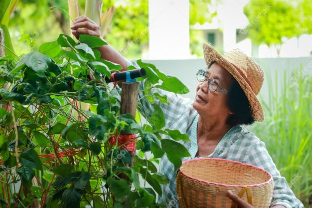 asian elderly woman grow organic vegetables eat home she is putting vegetables basket make food food security concept during coronavirus pandemic elderly gardening 42128 802