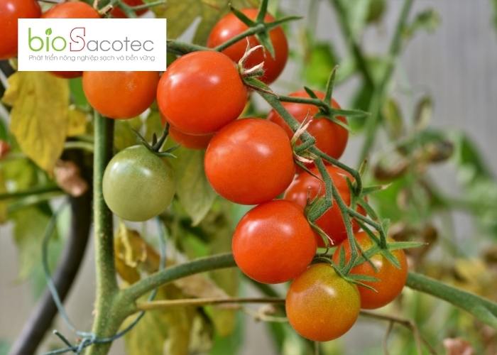 Bệnh lở cổ rễ trên cây cà chua và biện pháp khắc phục kịp thời