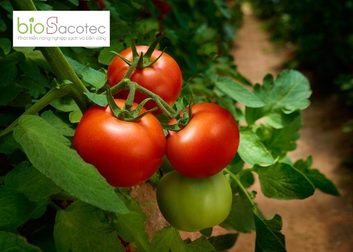 Bệnh phấn trắng ảnh hưởng đến năng suất và chất lượng của cà chua