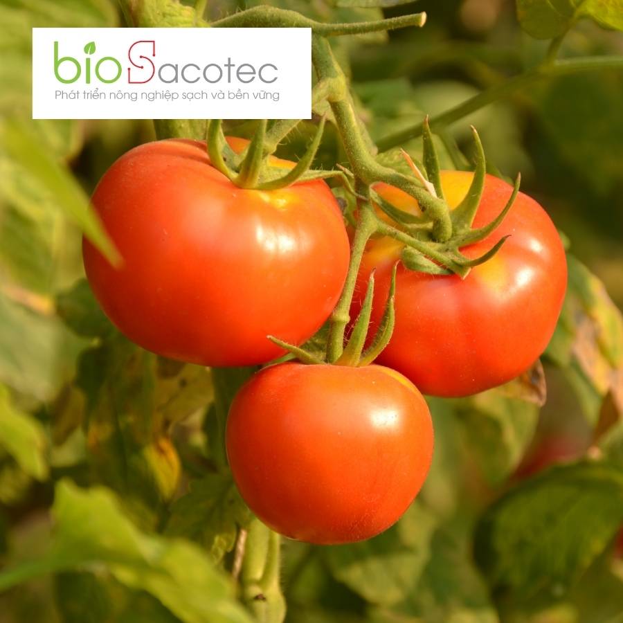 Hướng dẫn cách trồng cà chua đem lại hiệu suất cao