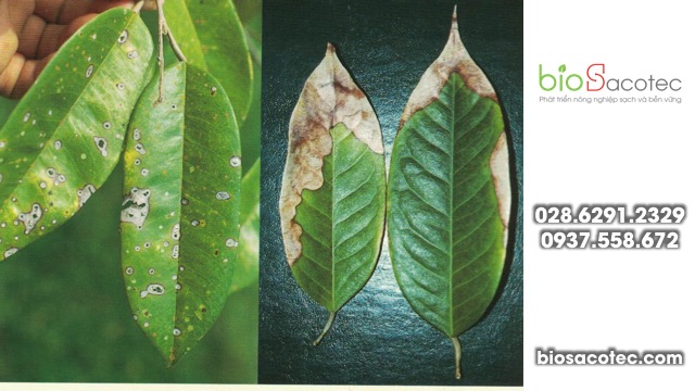 Bệnh đốm là rất phổ biến đối với cây trồng ở Việt Nam, đặc biệt là sầu riêng