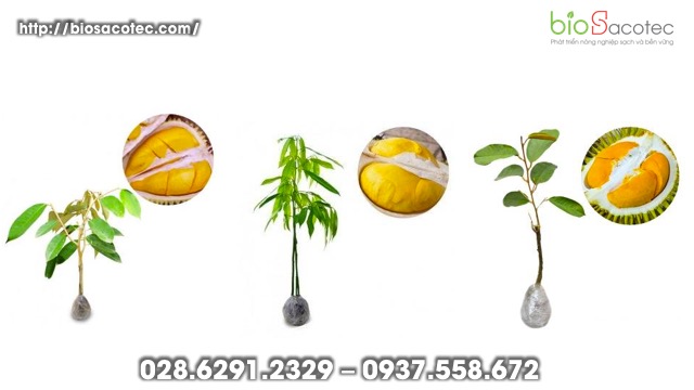 Chọn giống sầu riêng cho vườn trồng
