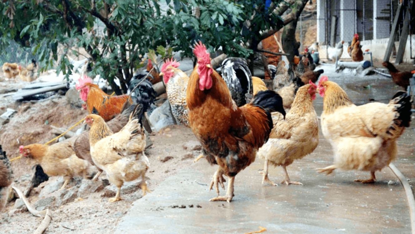 Hiệu quả mô hình chăn nuôi gà thịt bản địa theo hướng hữu cơ tại xã Đông Yên