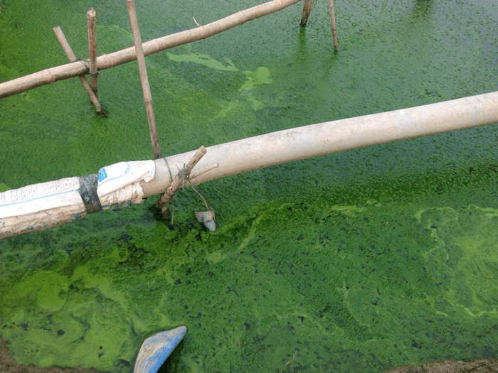 Ao bị ô nhiễm do ảnh hưởng của tảo tàn