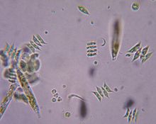 tảo Chlorophyta