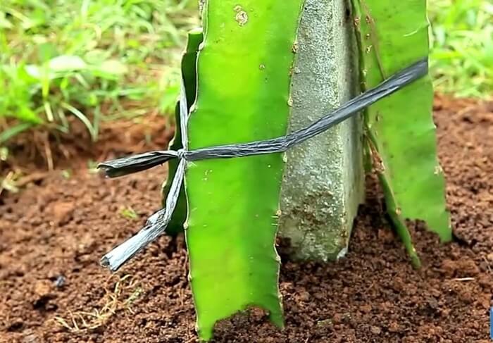 Kỹ thuật trồng cây thanh long