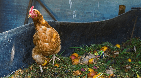 Những chú gà góp phần giúp quá trình ủ phân hữu cơ compost diễn ra nhanh hơn