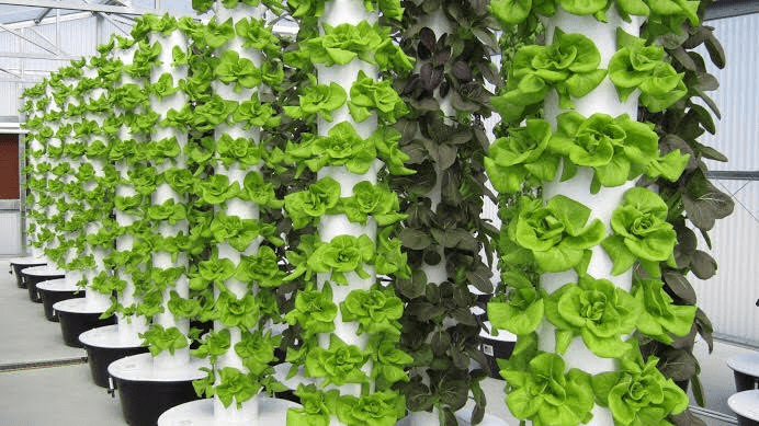 mô hình trồng rau theo phương pháp khí canh