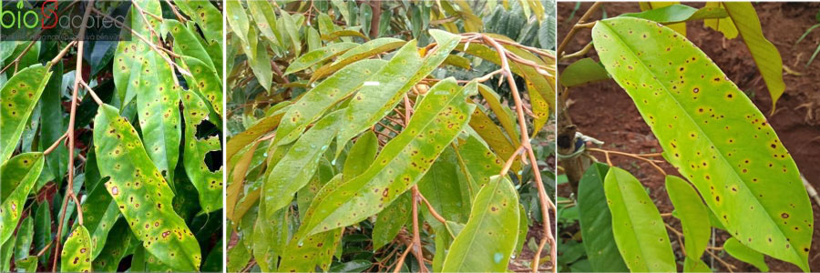 Bệnh đốm lá trên cây sầu riêng