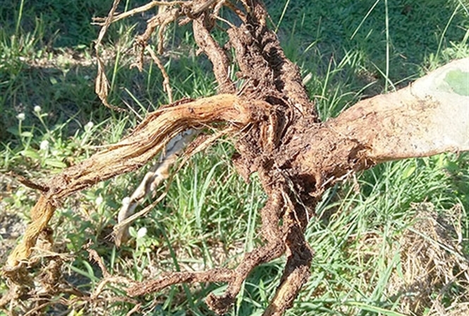 Bệnh thối rễ trên cây sầu riêng