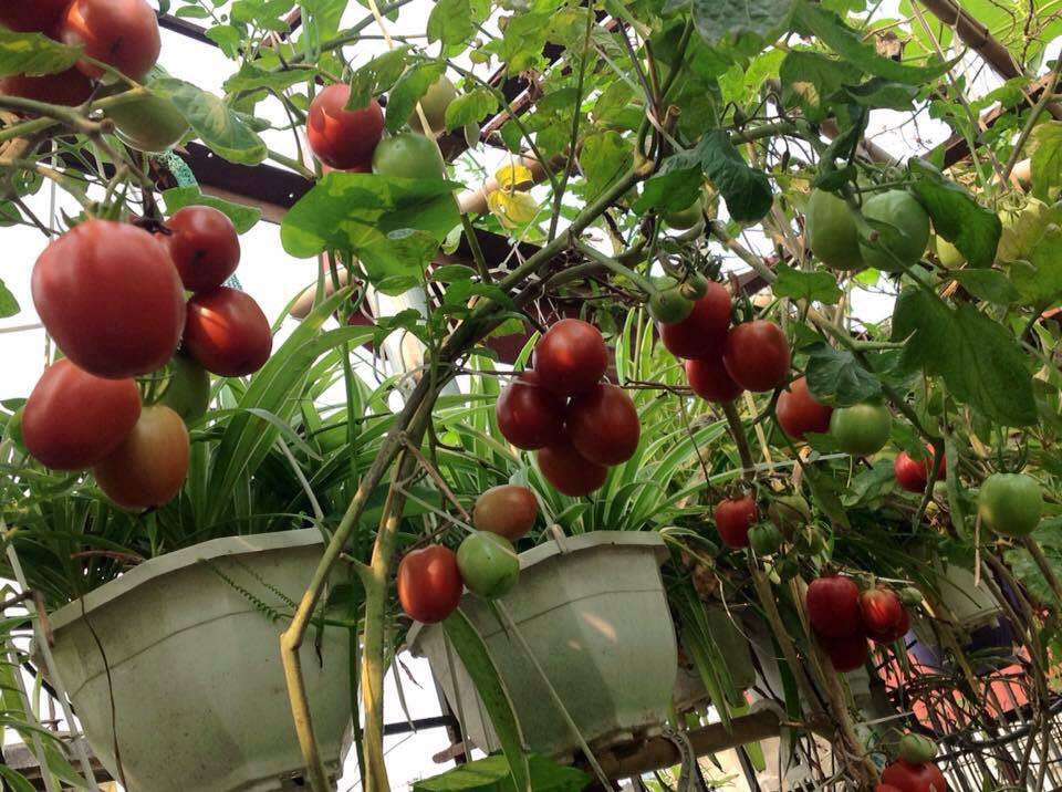 cà chua trồng trên sân thượng
