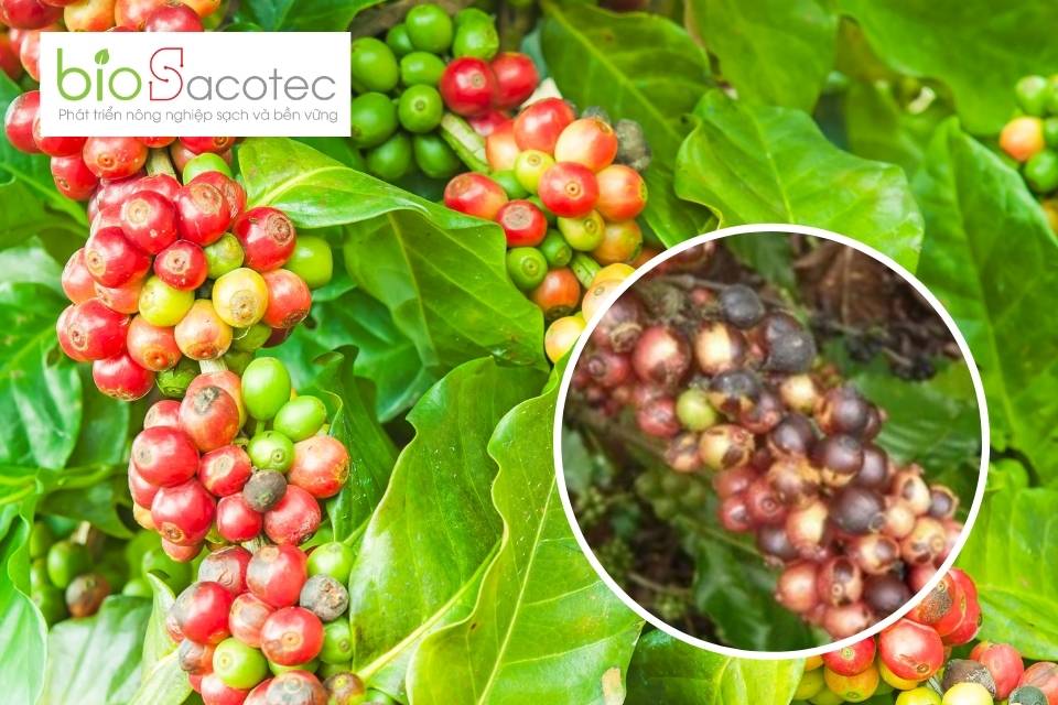 Các loại bệnh gây hại trên cây cà phê ảnh hưởng đến năng suất và chất lượng cây trồng