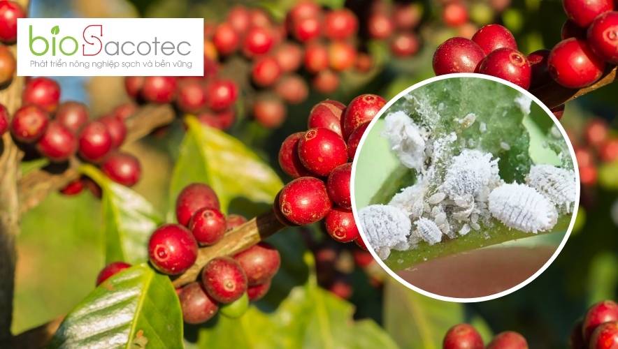 Rày, rệp gây hại trên toàn bộ cây gây ảnh hưởng đến năng suất và chất lượng cà phê
