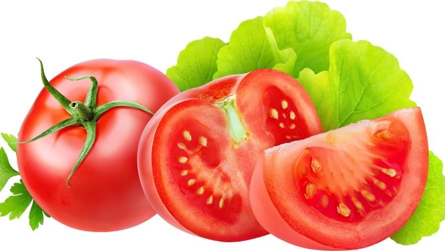 Bệnh thán thư trên cây cà chua ảnh hưởng lớn đến hiệu suất cây trồng