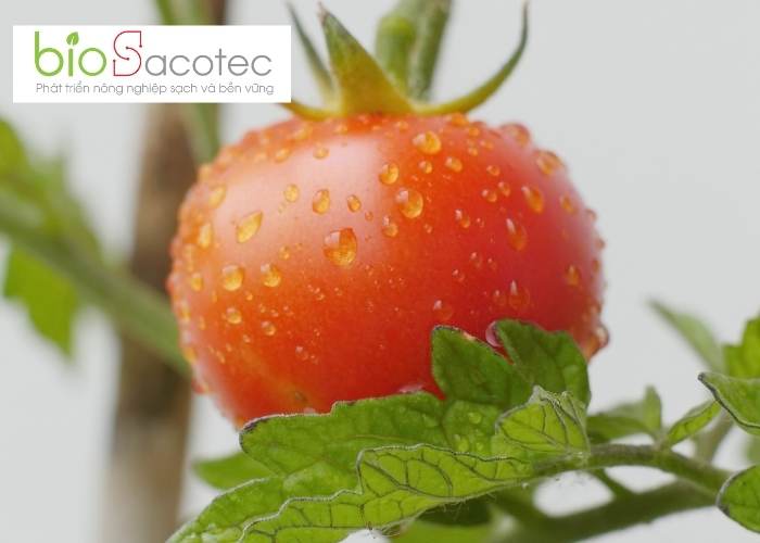 Sâu bệnh hại cà chua và những giải pháp phòng ngừa hiệu quả